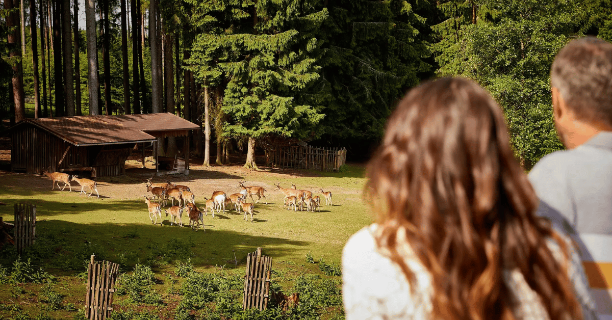 Karlovarska sul - Karlovy Vary - Obora Linhart